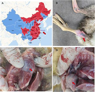 Genome Analysis of Goose-Origin Astroviruses Causing Fatal Gout in Shanghai, China Reveals One of Them Belonging to a Novel Type Is a Recombinant Strain